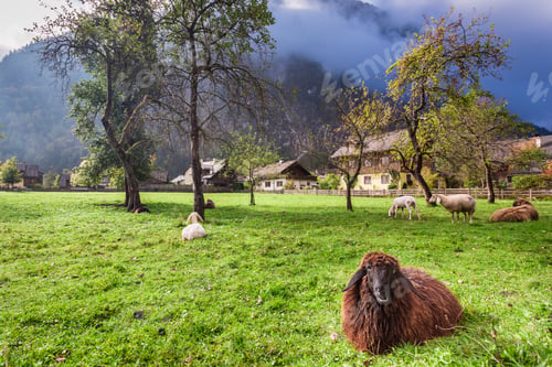 Preview: Sheep on pasture in the Alps at sunrise