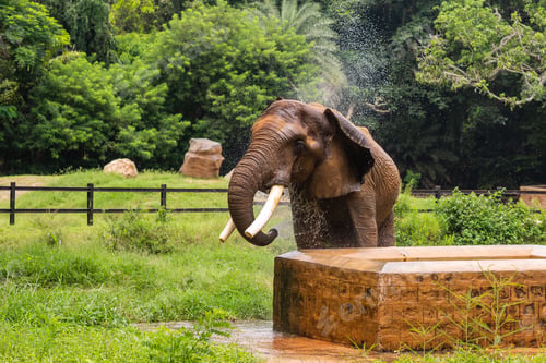 Preview: A male Indian Asian elephant is enjoying bathing and spraying itself with water