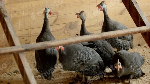 Preview: Group of pheasants at poutry farm.