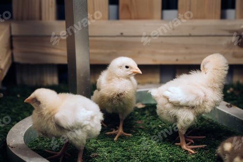 Preview: Little chickens bask in the sun on the grass