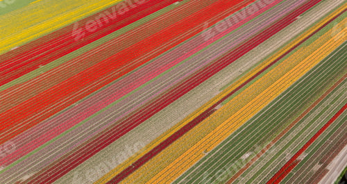 Preview: Aerial view of rows of colourful fields of tulips.