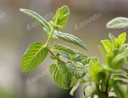 Preview: Green mint leaves in the garden - close up