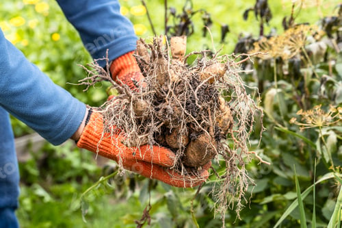 Preview: Hands hold dahlia tubers, just dug out of the ground for winter storage.