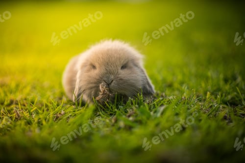 Preview: Closeup shot of an adorable fluffy bunny on a lush green field