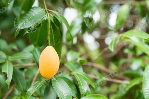 Preview: Thai Plango fruit or Boueaburmanica Griff, Tropical fruit calling Ma Yong Chid in orchard
