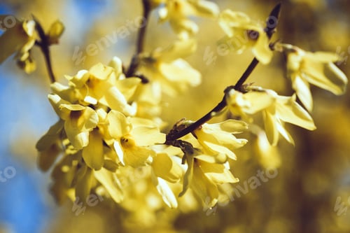 Preview: Forsythia europaea background