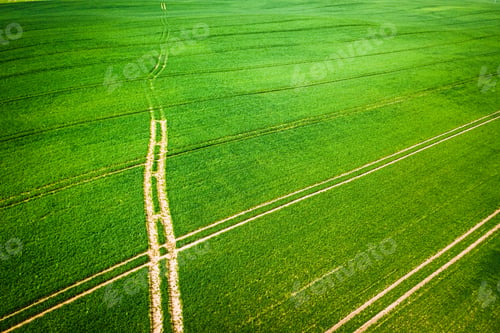 Preview: Aerial view of green field with tractor tracks in spring