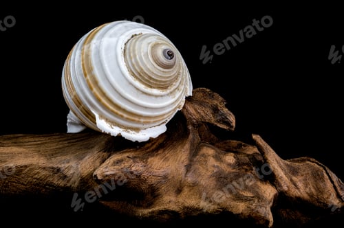 Preview: Spiral Seashell on Driftwood black background