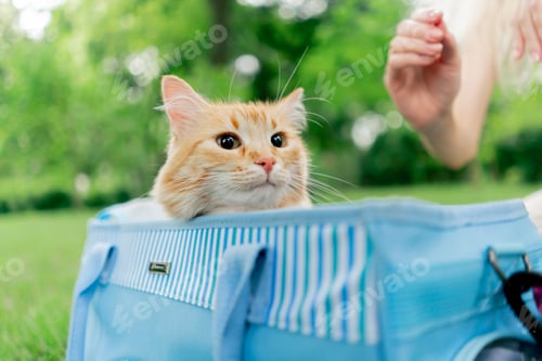 Preview: close-up in the summer in a park on green meadow, a red fluffy cat sits on a pink leash near a soft