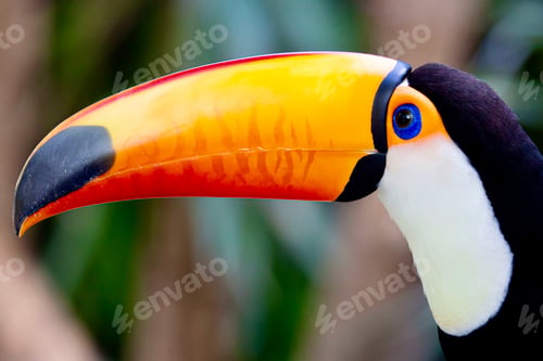 Preview: Close-up of the beautiful Toco Tucano in the tree.