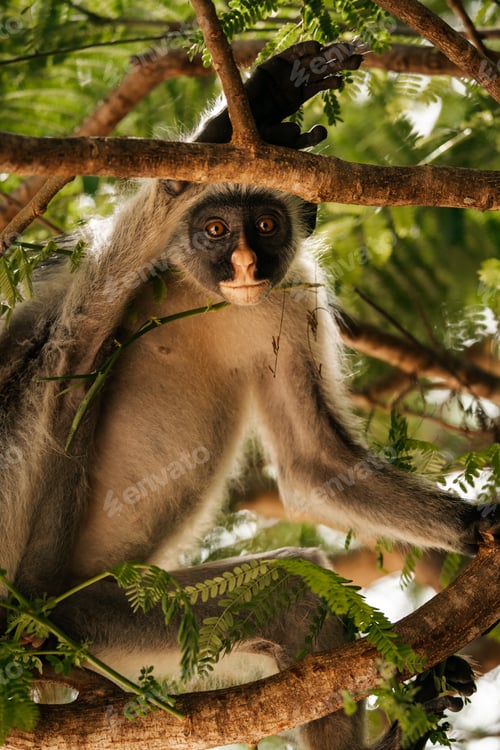 Preview: Red Colobus Monkey in Zanzibar, tropical wildlife