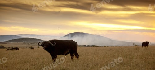 Preview: Wide shot of a herd of black buffaloes on the field with the sunset in the background