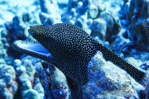 Preview: Amazing underwater world, Underwater world scene.