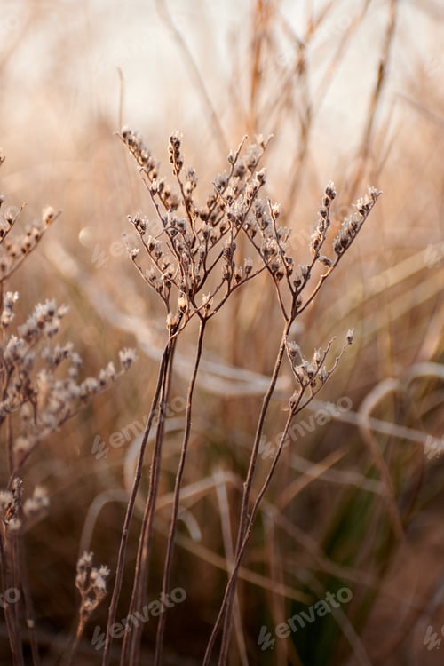 Preview: Flower with moisture and frost on a cold day at sunset