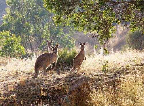 Preview: Kangaroos at sunrise