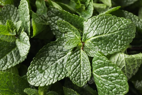 Preview: Fresh green mint texture background, close up
