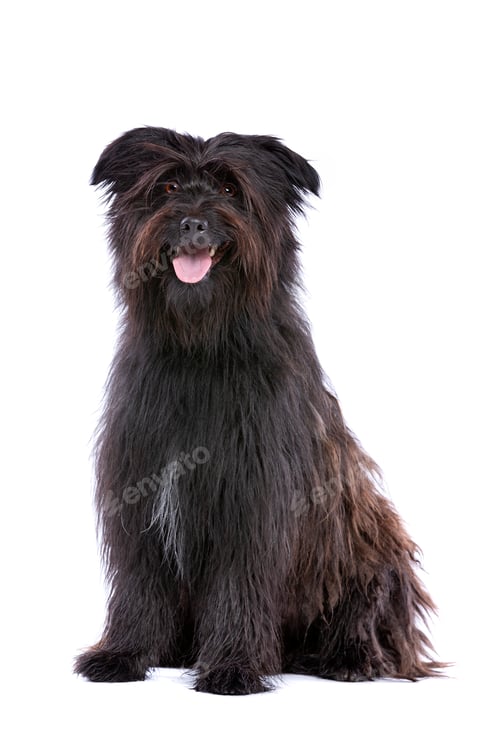 Preview: dog