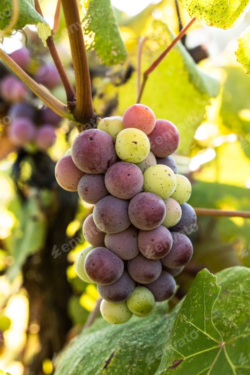 Preview: Green And Red Grapes Growing On The Vine In A Vineyard In Tennessee
