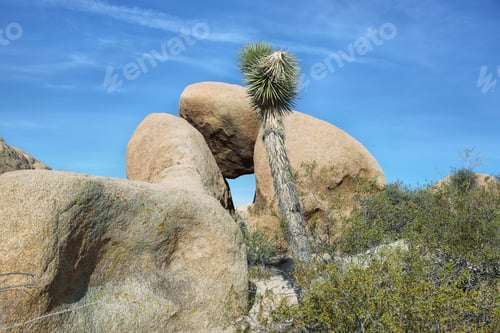 Preview: Rocks and cactus in Joshua Tree National, California