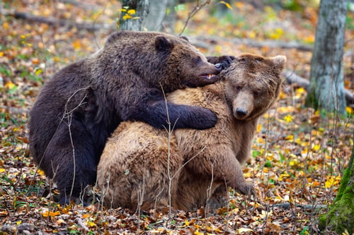 Preview: Two brown bears fight together in the autumn colored forest