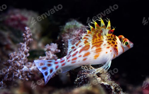 Preview: Fish underwater photo, shallow underwater seascape