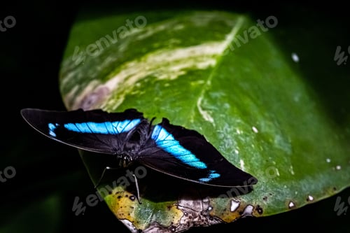 Preview: Close up of a Green Swallowtail butterfly is perched on top of a lush green leaf