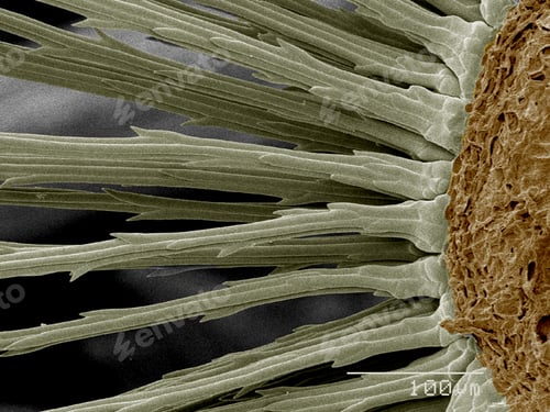 Preview: Base of Dandelion seeds SEM