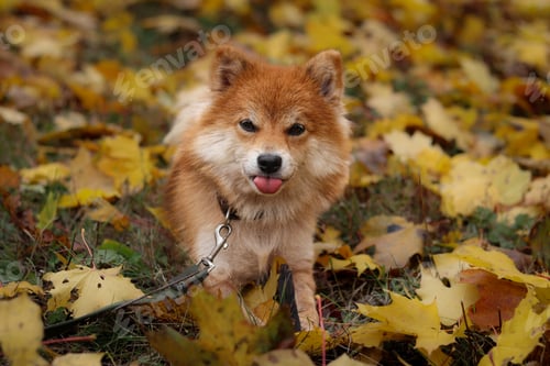 Preview: Shiba Inu dog shows his tongue. Portrait of a Japanese Shiba Inu dog in an autumn park