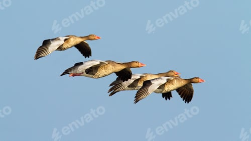Preview: Flock of greylag goose flying against clear blue sky at sunset