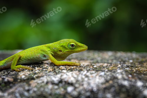 Preview: Closeup shot of a green anole on the stone