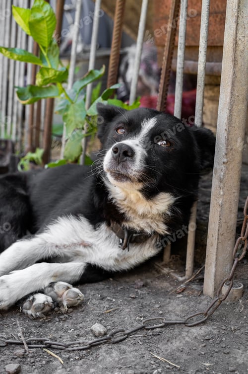 Preview: Portrait of a sad dog on a chain.