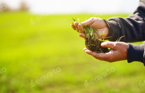 Preview: Young Green wheat seedlings in the hands of a farmer. Agronomist checks and explores sprouts of rye.