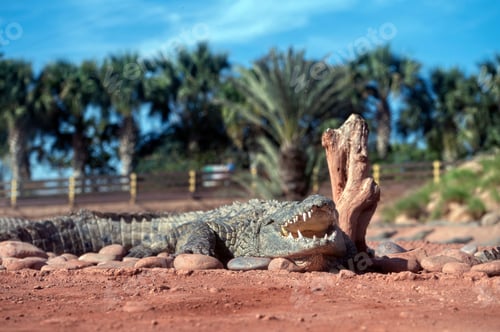 Preview: Crocodile resting under the sun in a Moroccan landscape with palm trees