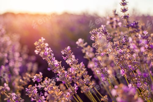 Preview: lavender field at sunset. Flowers with essential oil.