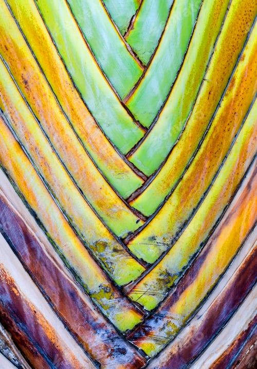 Preview: Close up - Leaf bases on a Traveler's Palm (Ravenala madagascariensis)
