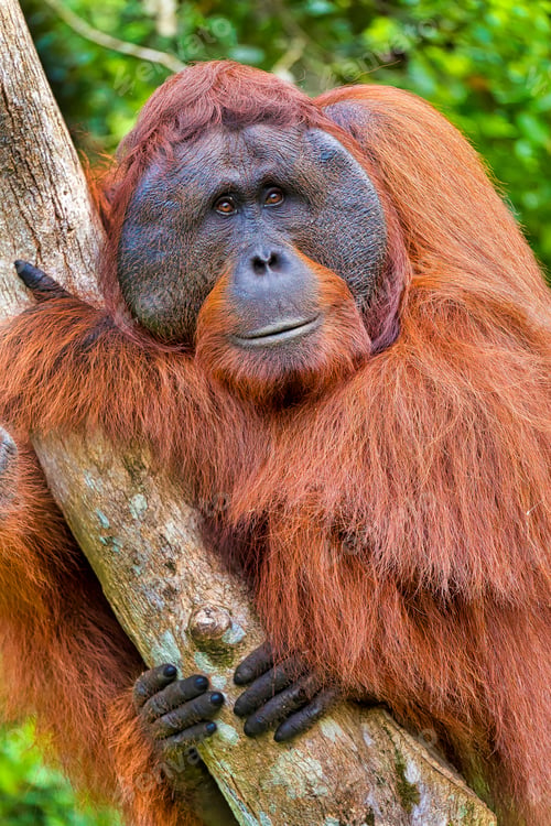 Preview: Orangutan, Tanjung Puting National Park, Borneo, Indonesia