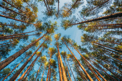 Preview: Autumn Forest At Sunset Evening. Beautiful Pine Trunks In Summer Coniferous Woods. Looking Up