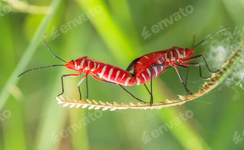 Preview: Cotton stainer, Red cotton bug, Red cotton steiner, Red bug