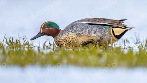 Preview: Male Common Teal Swimming in Wetland