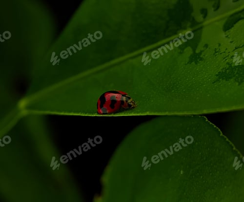 Preview: Closeup ladybugs on a green leaf.