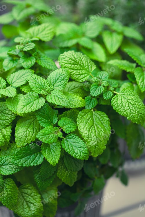 Preview: lemon balm (melissa) herb in flowerpot on balcony, urban container garden concept