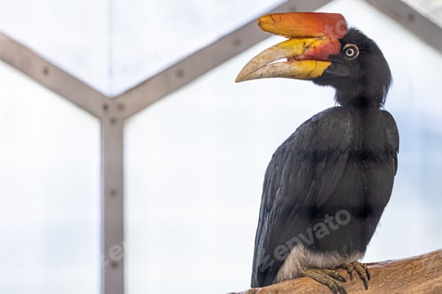 Preview: Black bird with an unusual beak, Malay Kalao.