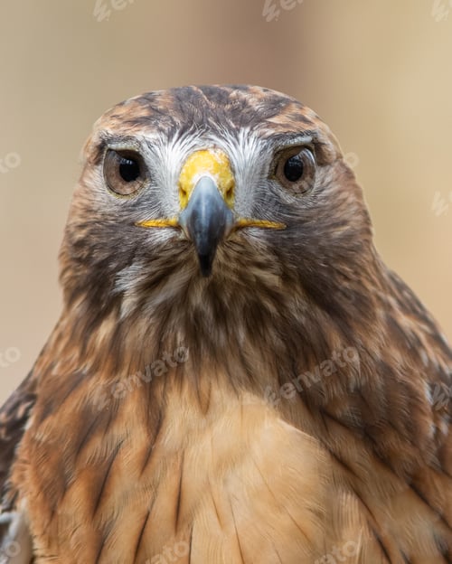 Preview: Red-tailed Hawk
