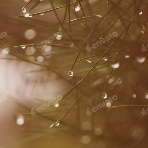 Preview: Pine In Raindrops Grows In Nature In The Park