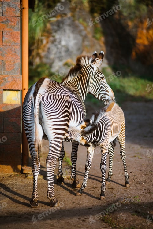 Preview: Zebra feeding time in Cabarceno
