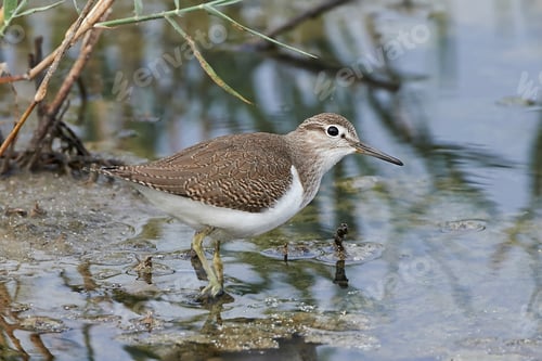 Preview: Common sandpiper (Actitis hypoleucos)