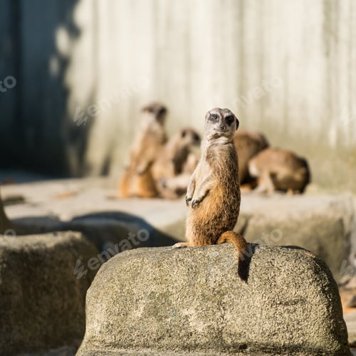 Preview: Slender tailed Meerkats