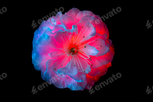 Preview: Surreal pink and blue flowers of sakura macro isolated on black