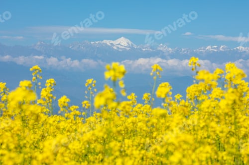 Preview: Picturesque Landscape of a mustard field and mountain.