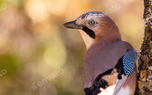 Preview: Wonderful bird on wooden twig